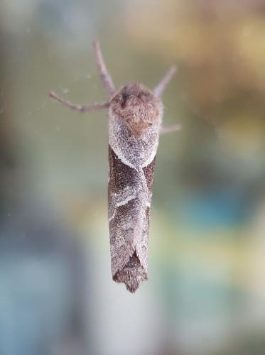 Réf. 215 090 : Triodia sylvina